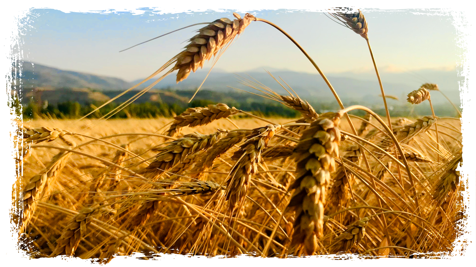 Wheat Field